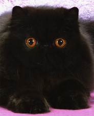 Velvet055.jpg