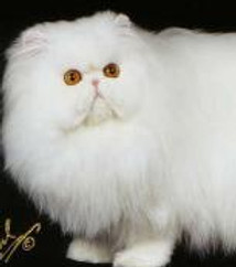 18. GC.Panei's Windfire King.jpg