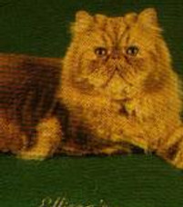 6. GC.Panei's Sunny Daze.jpg