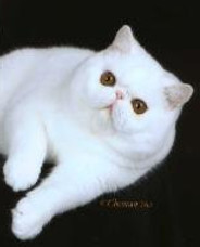 dreamer1-164x213.jpg