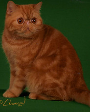 Tangelina044.jpg