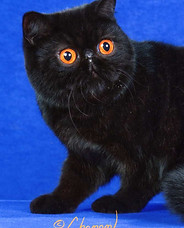 Bagheera106.jpg