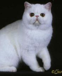 princessfiona2-177x216.jpg