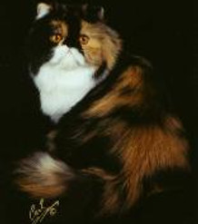 11. GC.Panei's Fancy Pants.jpg