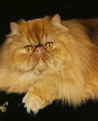 sunshinebear-196x172.jpg