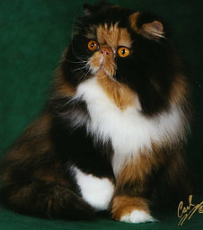 annabellelee.jpg