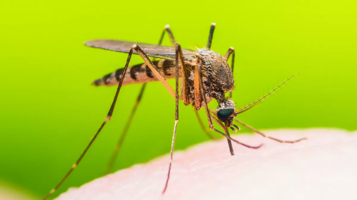 fièvre jaune causes symptomes et traitement