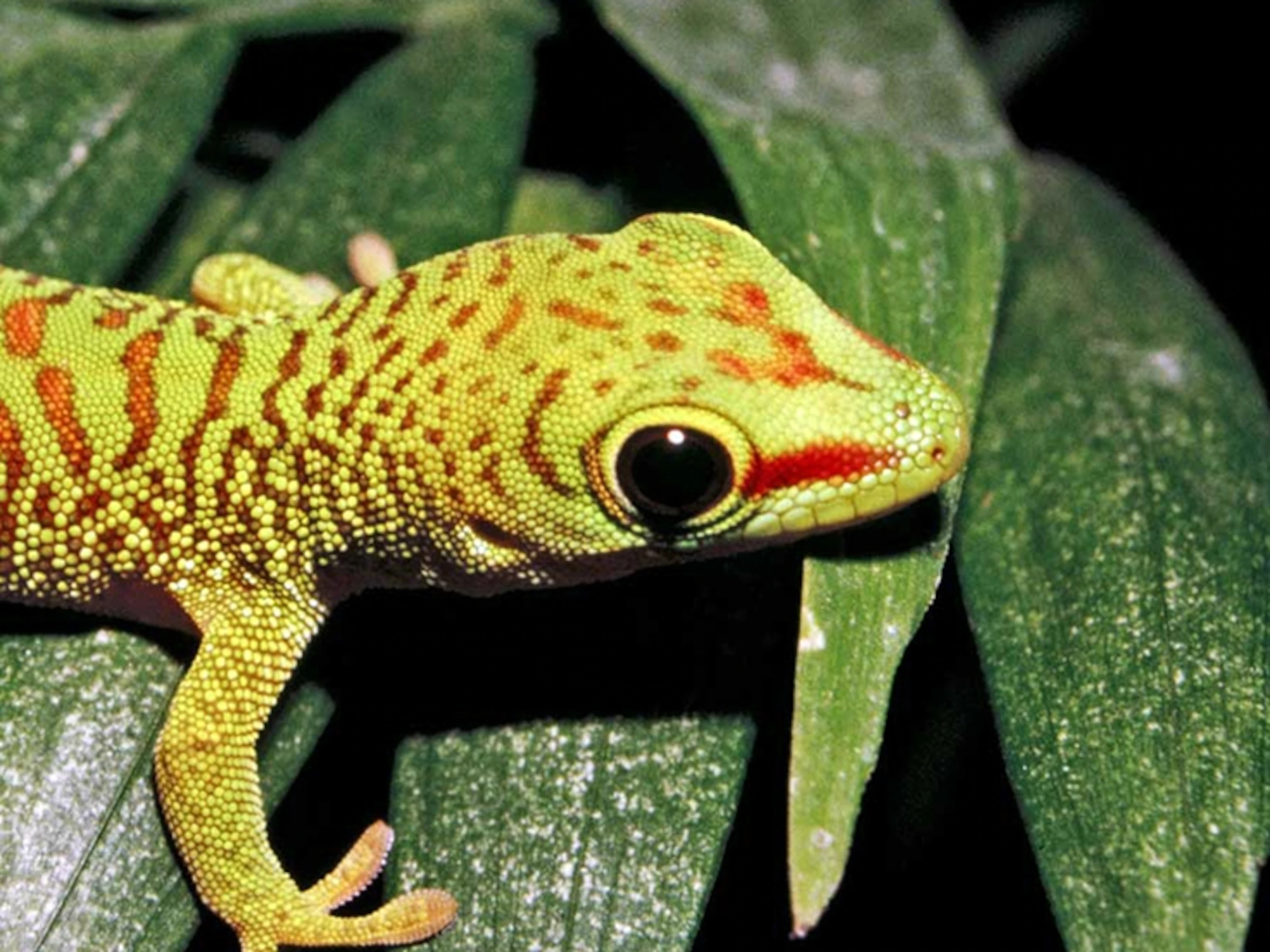 Astuce anti poison pour chasser les geckos définitivement