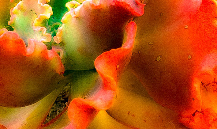 47 Coralyx v.1 9x7.jpg