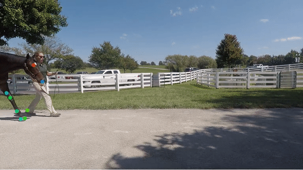 Deeplabcut video of a horse