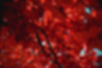 arbol-de-hojas-rojas-durante-el-dia.jpg