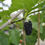 Thumbnail: Sweet Lavender Mulberry