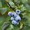 Thumbnail: Berkeley Blueberry