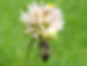 Une araignée, Misumena varia, capture une abeille butineuse sur une fleur de trèfle.