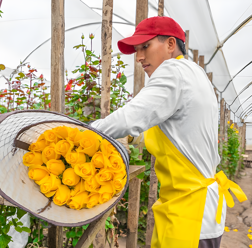 Ecuador direct roses