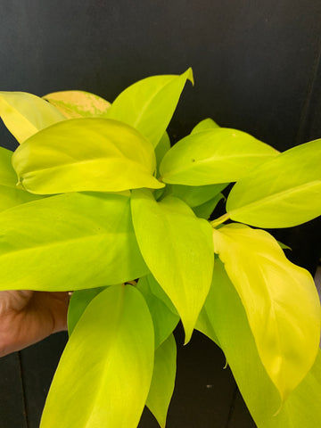 Philodendron 'Lemon Lime'    5" pot