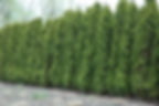 Thuja occidentalis 'Wintergreen'  -  Cedar 7 gal