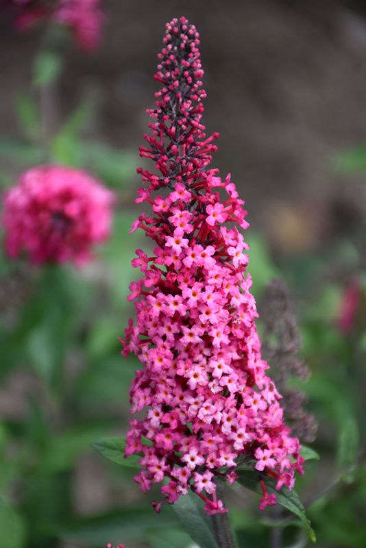 Buddleia 'Prince Charming' -  Butterfly Bush 2gal