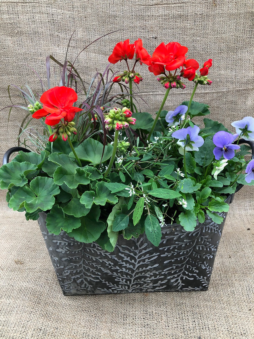 Thumbnail: Mothers Day Planter Large (13" Long)r - Please Select Colour