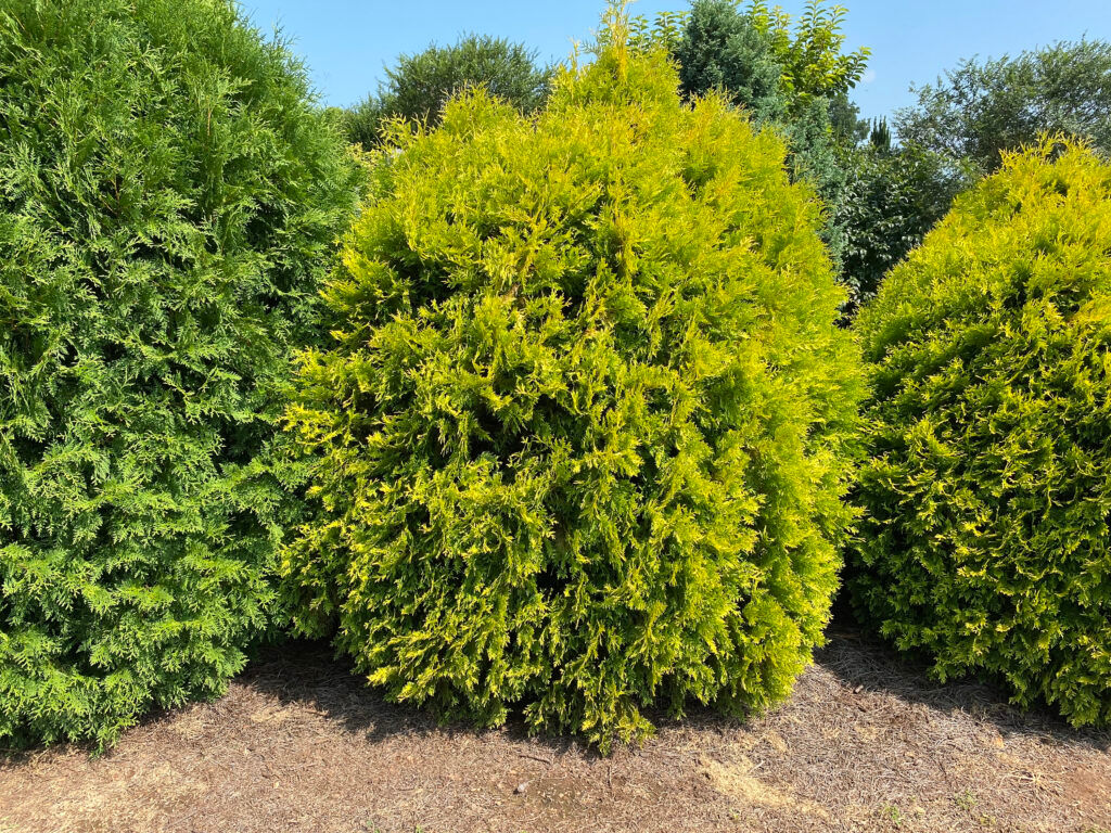 Thuja occidentalis 'Lemon Burst' - Cedar 3 gal