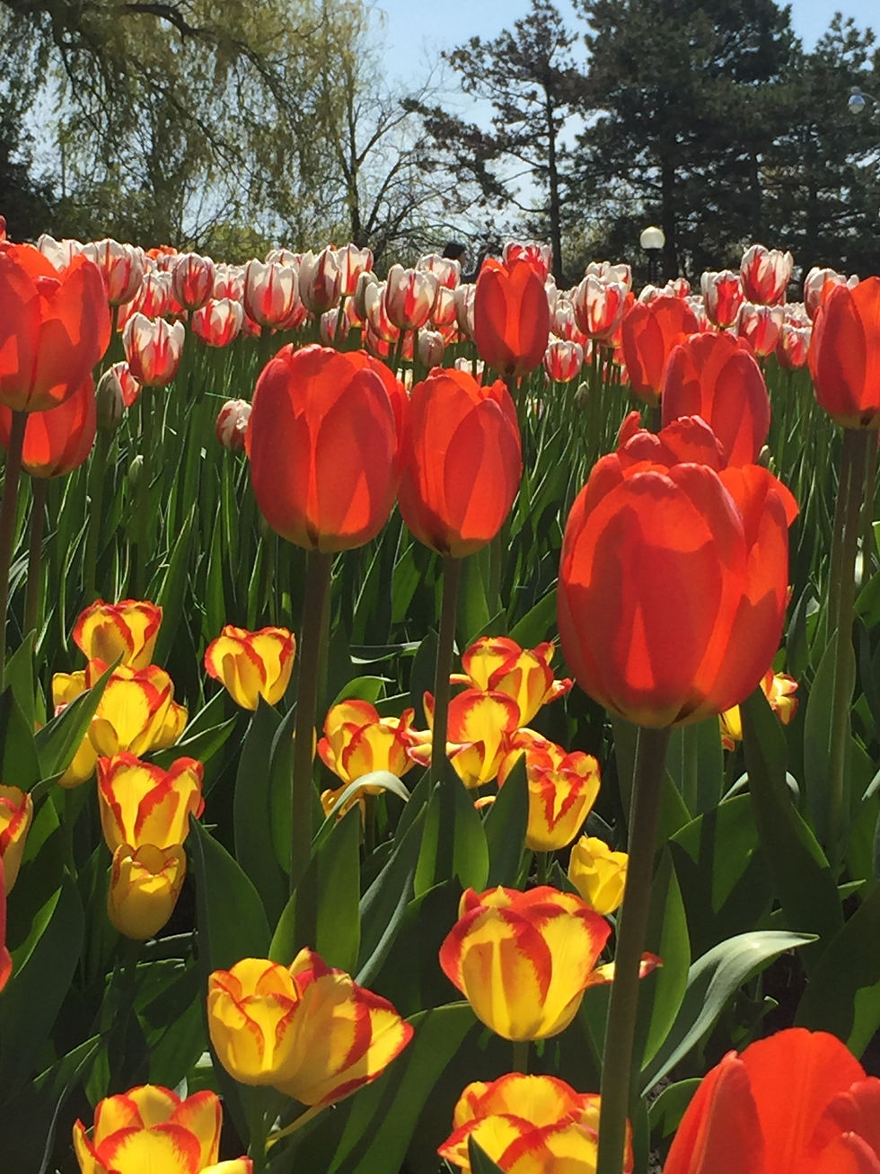 Plant Fall Bulbs for Spring Colour