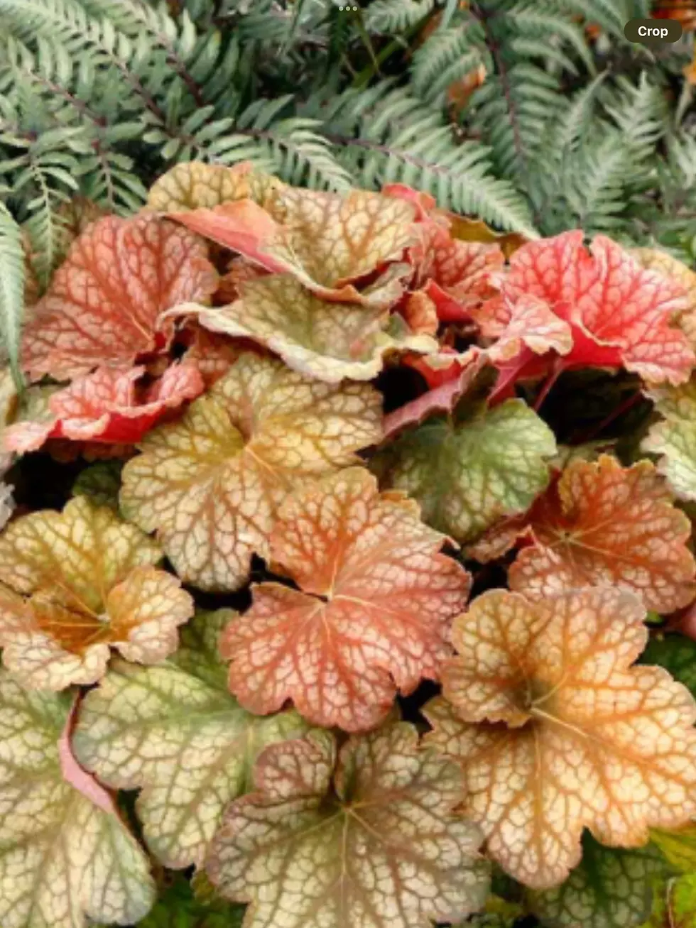 Heuchera 'Changeling' - Coral Bells 1gal