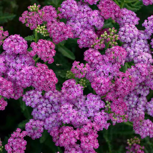 Achillea 'Firefly Fuchsia' - Yarrow  8"
