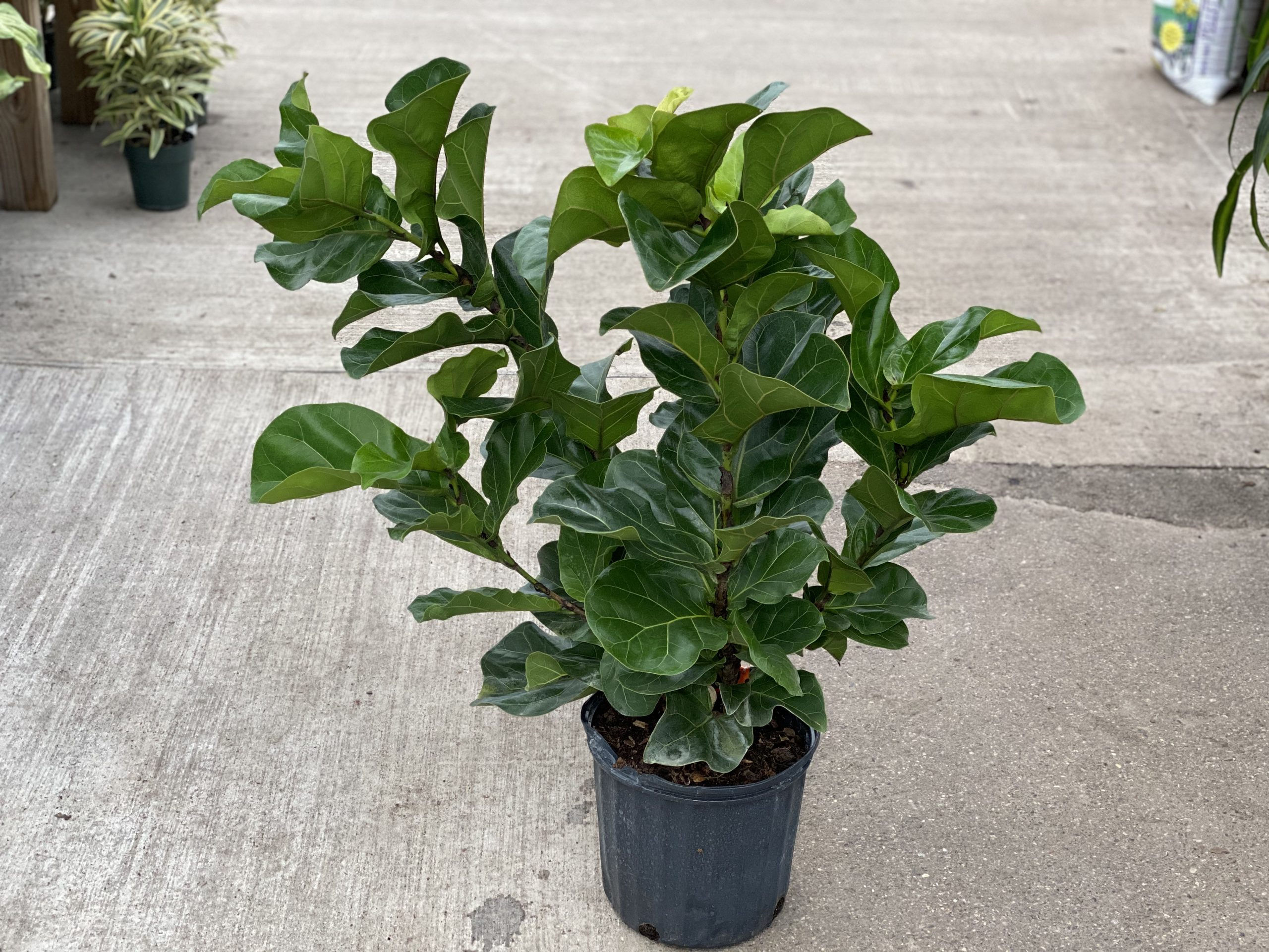 Ficus lyrata Bush  -  Fiddle Leaf Fig  10"pot