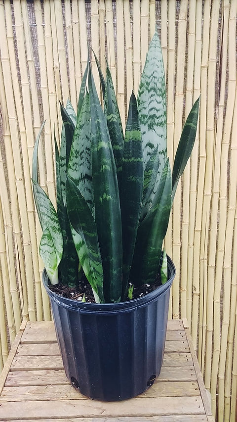 artificial snake plant without pot Artificial green snake plant, 30