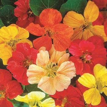 Nasturtium Jumbo  -  McKenzie Seed