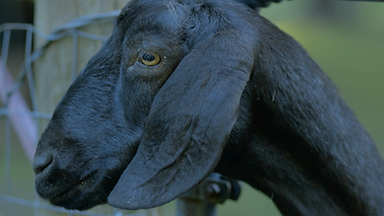 Screen Shot 2024-01-25 at 4.38.12 PM.png