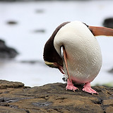 ペンギン