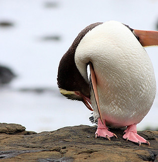ペンギン