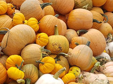 Pumpkin vs Winter Squash