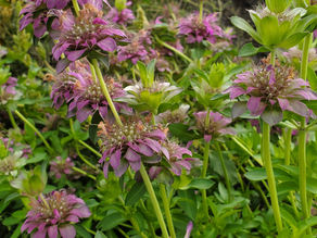 A beebalm in full bloom with light purple flowers.