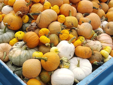 A truck load of pumpkins.