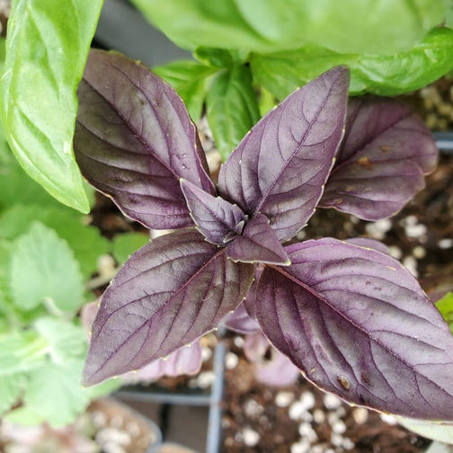 A close up of a purple basil plant.