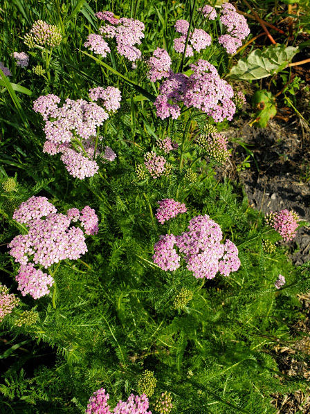 A bush of pink yarrow flowers.