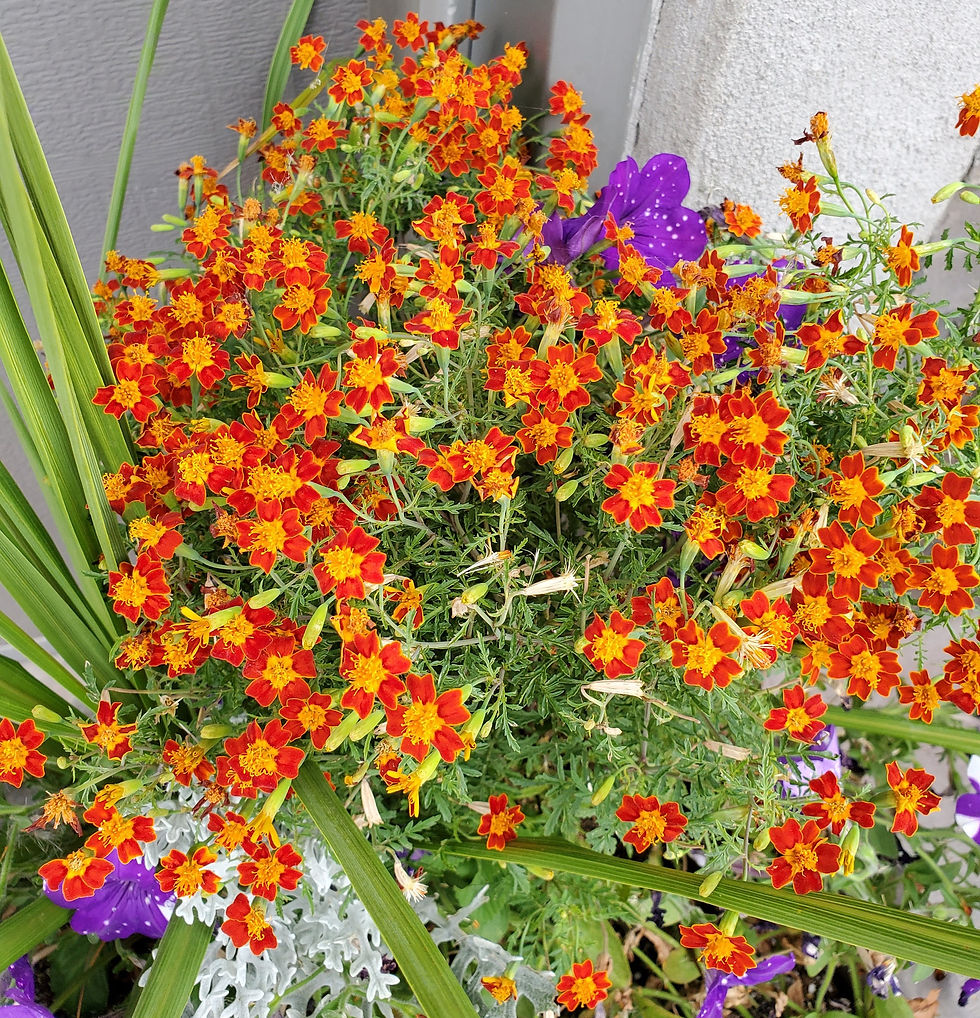 A mass of gorgeous red Gem marigolds.