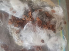 Stratifying milkweed seeds.