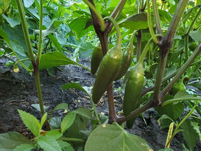 A bountiful jalapeno plant.