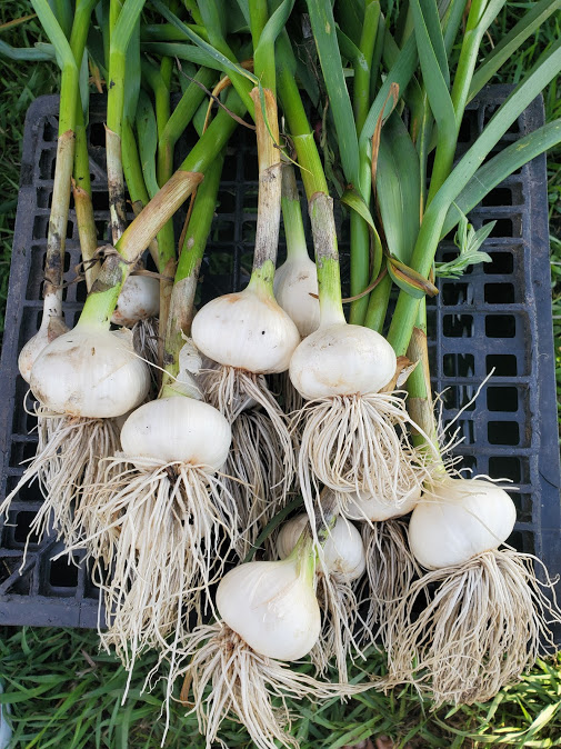 Locally grown garlic