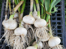 A pile of Manitoba garlic.