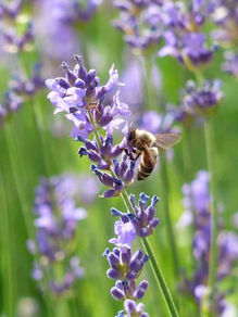 Growing Lavender