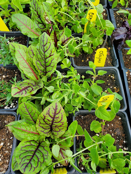 Herb plants Manitoba