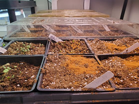 A trat if freshly planted seeds with cinnamon sprinkled on top.