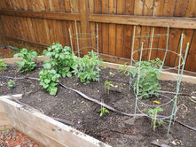A raised gardening bed with veggie plants.