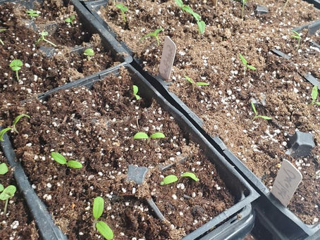 Start Indoors or Direct Seed