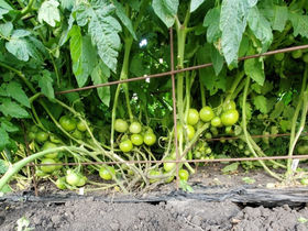 A bounty of green cherry tomatoes, waiting to ripen.