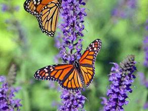 A butterfly on a lavender plant.